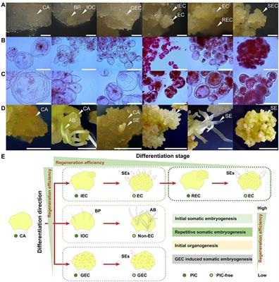 Integrated Proteomic and Metabolomic Analyses Provide Insights Into Acquisition of Embryogenic Ability in Agapanthus praecox
